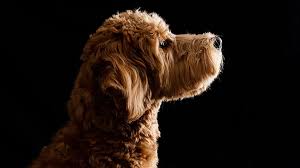 Finding Doodle Breeders: What Every Future Owner Should Know?