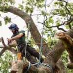 How Expert Tree Care Addresses Common Landscaping Challenges in Lafayette Parish