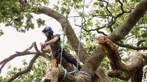 How Expert Tree Care Addresses Common Landscaping Challenges in Lafayette Parish